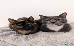 European cats for sale: Gorgeous Tortie girl seeking new home  - Image 4
