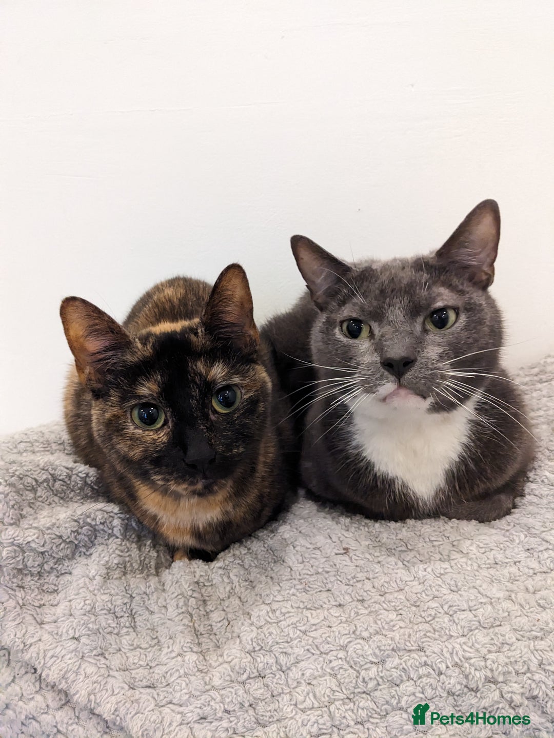 European cats for sale: Gorgeous Tortie girl seeking new home  - Image 4