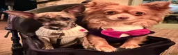 Chihuahua dogs for sale: Chihuahua puppies female BOTH NOW RESERVED  - Advert 21