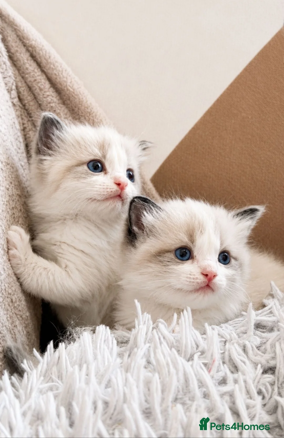 Ragdoll cats for sale: Bicolour ragdoll kittens  - Advert 2