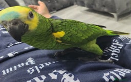 Budgerigars birds for sale: BABY BLUE FRONTED AMAZON PARROT - Image 4