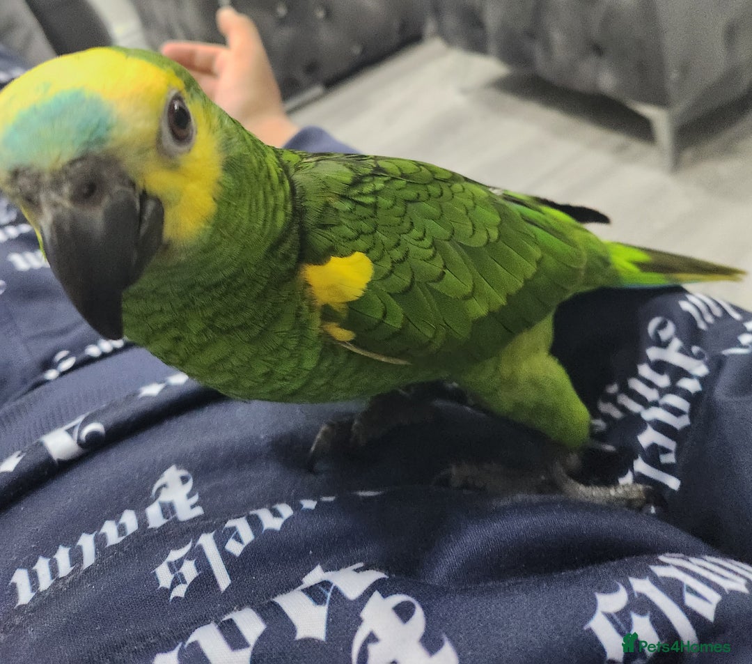 Budgerigars birds for sale: BABY BLUE FRONTED AMAZON PARROT - Image 4