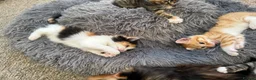 Mixed Breed cats for sale: Tabby Kittens and Ginger - Advert 5