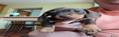 Miniature Dachshund 3