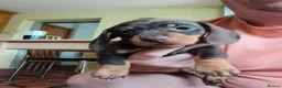 Miniature Dachshund dogs for sale: 3 stunning puppies looking for their forever homes - Advert 4