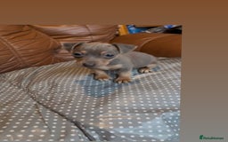Jack Russell dogs for sale: 3 beautiful barney paws and much Wenlock jr pups - Image 5