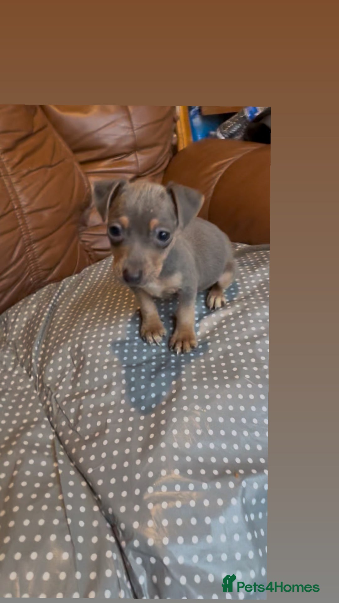 Jack Russell dogs for sale: 3 beautiful barney paws and much Wenlock jr pups - Image 5