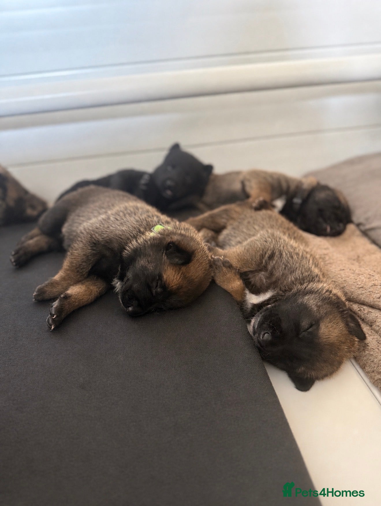 Belgian Shepherd Dog dogs 🔥 BELGIAN MALINIOS PUPPIES FOR SALE 🔥  - Advert 14