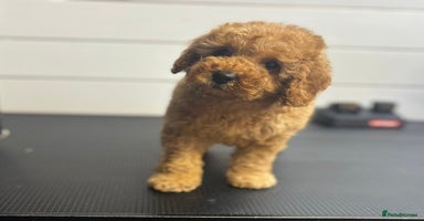 Cavapoo dogs - Advert 12