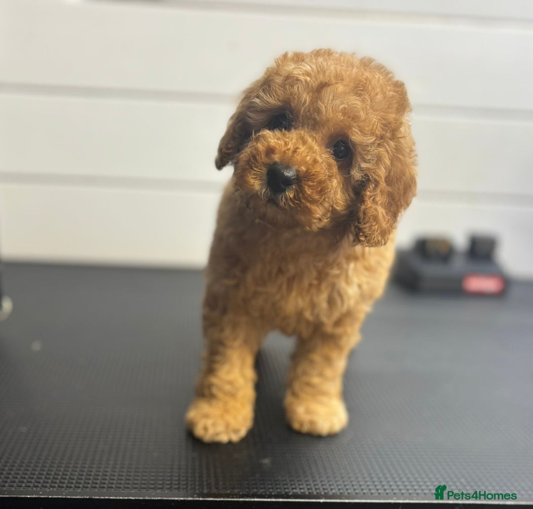 Cavapoo dogs for sale: One stunning boy left!  - Image 3