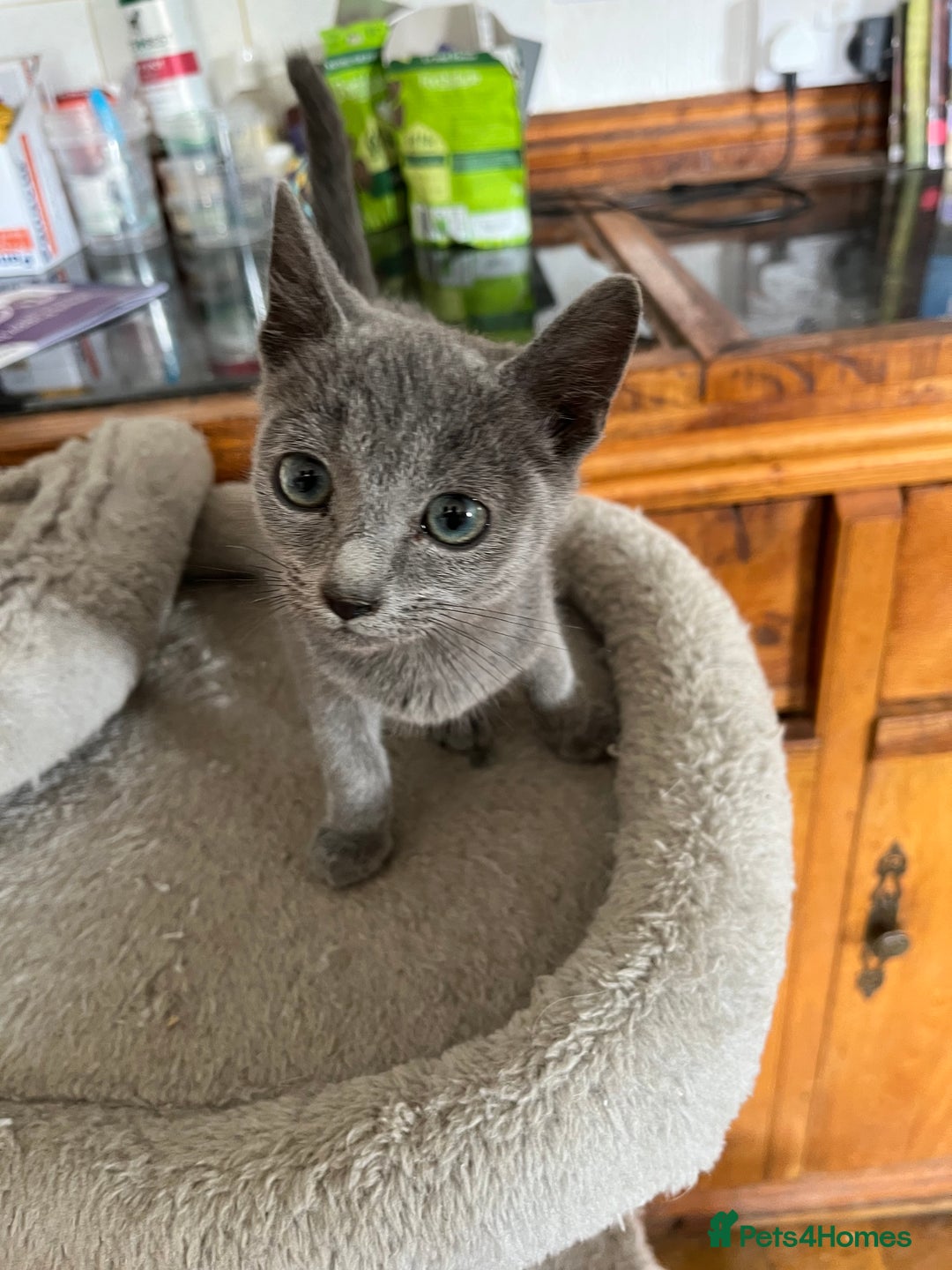 Russian Blue cats for sale: Male Russian blue kitten  - Image 4