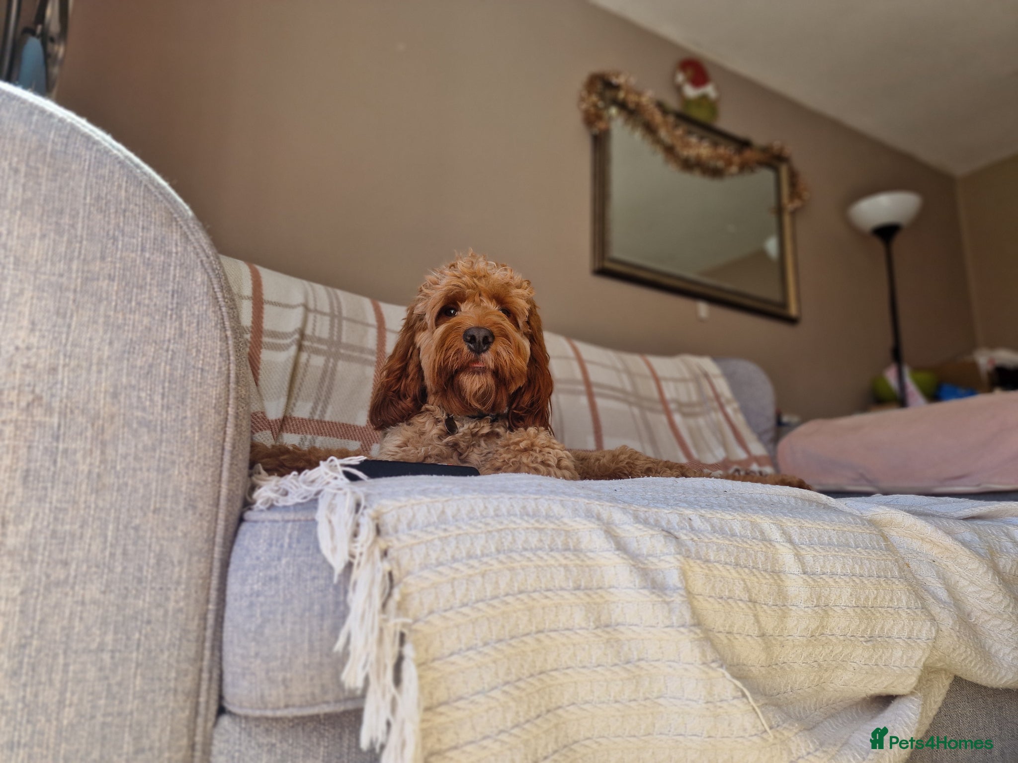 Cockapoo dogs for sale: 18 month old male cockapoo - Advert 3