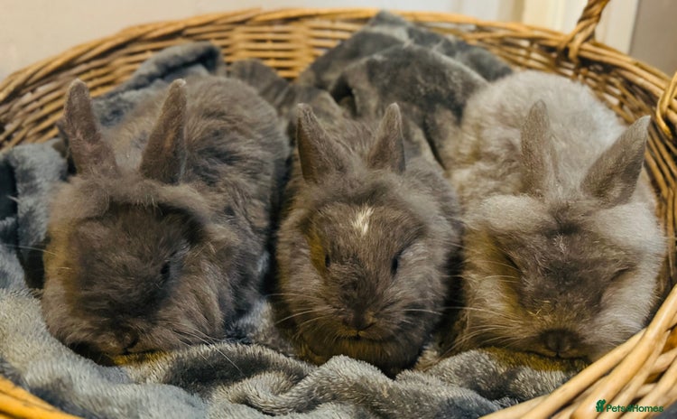 Lionhead rabbits - Advert 2