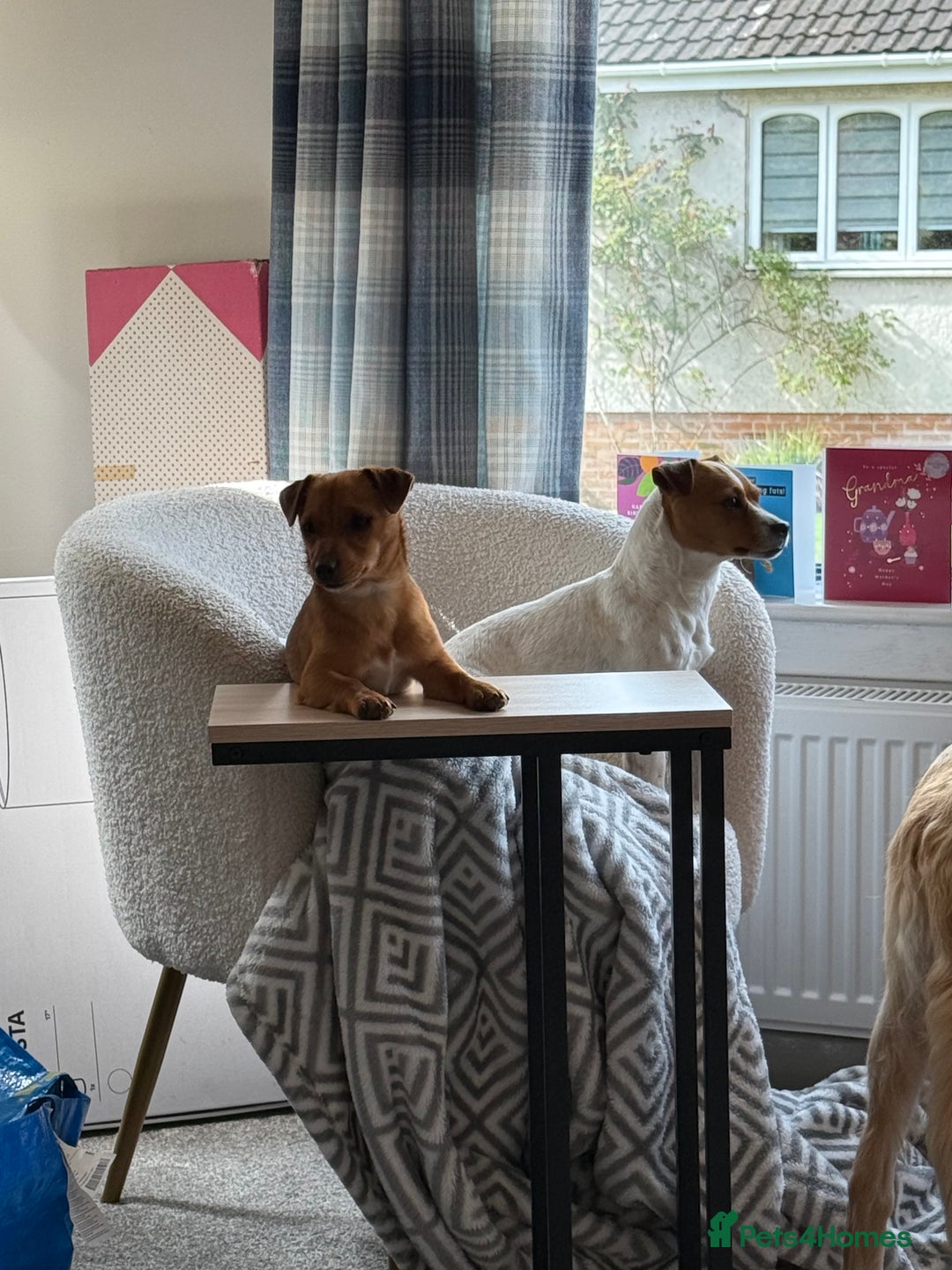 Jack Russell dogs for sale: Gorgeous Jack Russell Puppies - Image 34