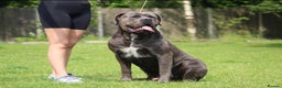 Mixed Breed dogs for sale: Ddb x cane corso - Advert 23
