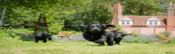 Goldendoodle dogs for sale: F1 Standard Goldendoodle Waiting List  - Advert 5
