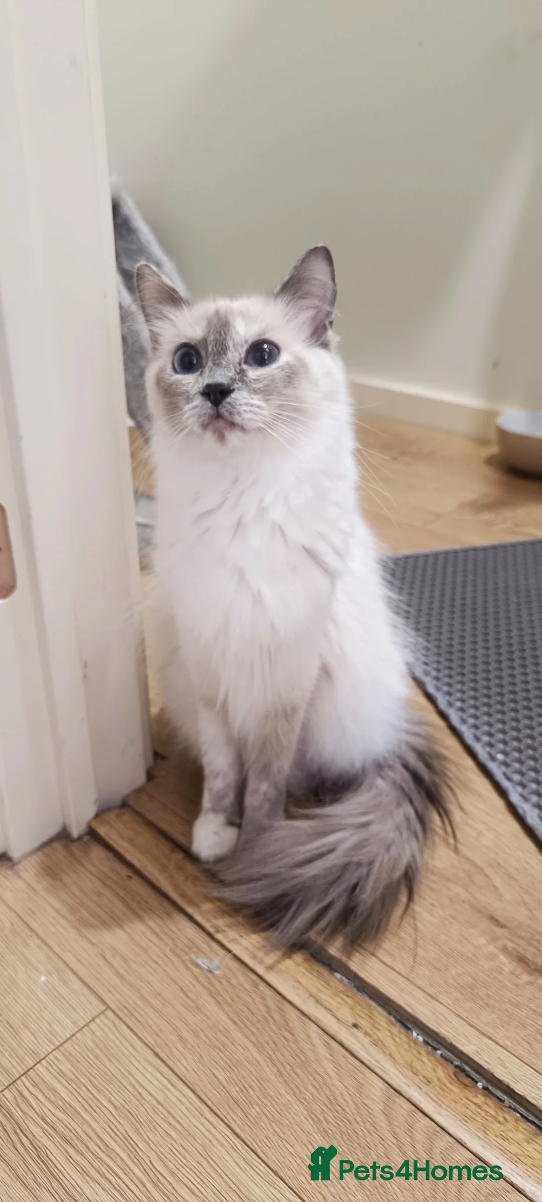 Ragdoll cats for sale: Pretty Ragdoll kittens - Advert 1