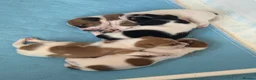Jack Russell dogs for sale: Gorgeous Jack Russell Puppies - Advert 8