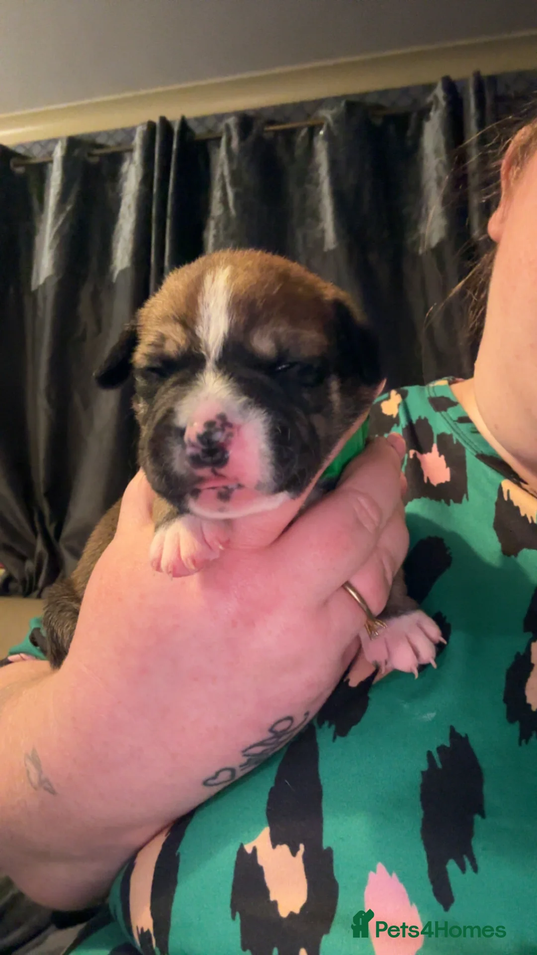 Mixed Breed dogs for sale: GREEN MALE - Advert 2