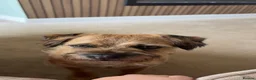 Border Terrier dogs for sale: Border Terrier Female,Monkey,Loving Home Wanted in Halifax - Advert 1