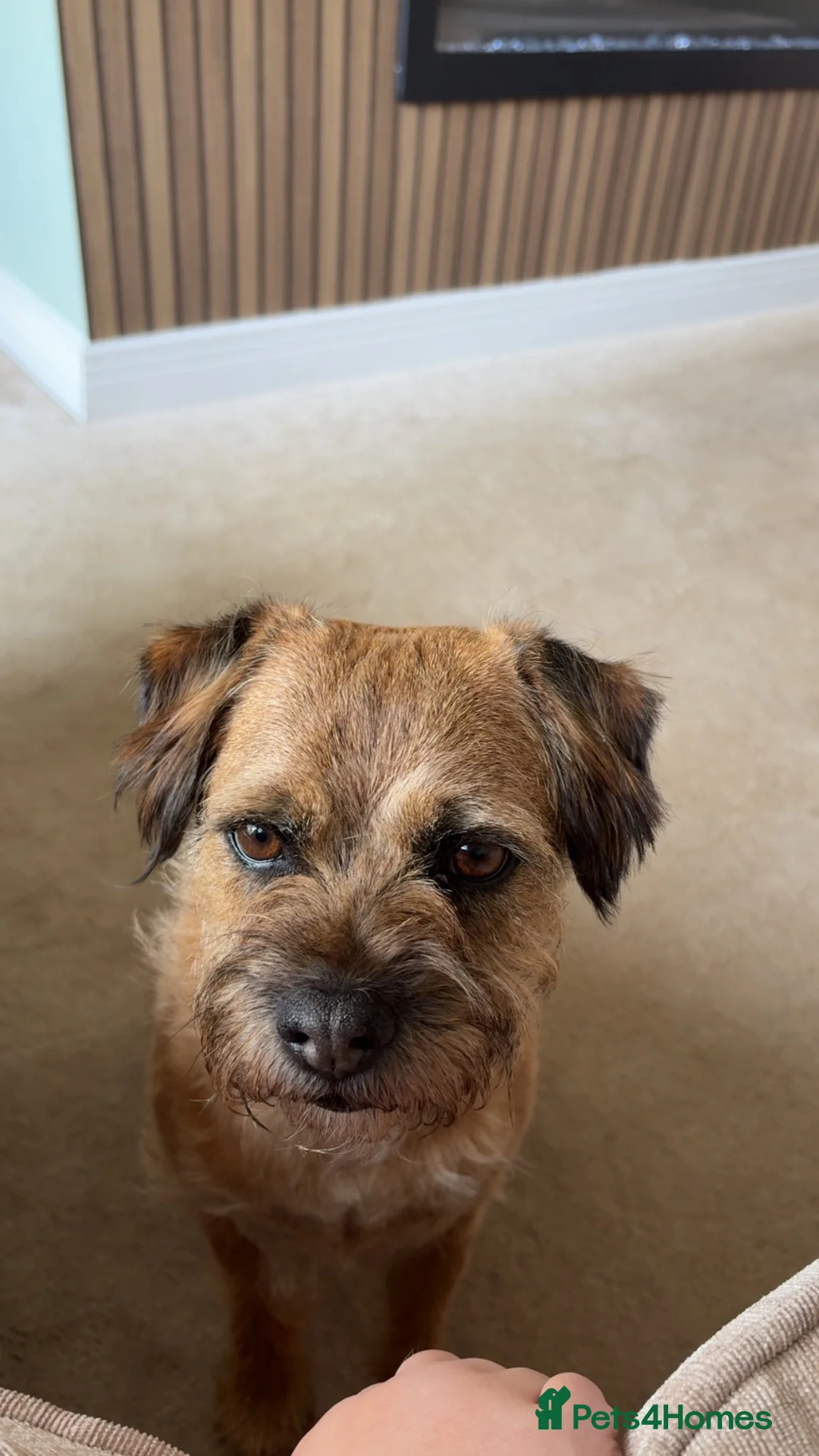 Border Terrier dogs for sale: Border Terrier Female,Monkey,Loving Home Wanted in Halifax - Advert 1