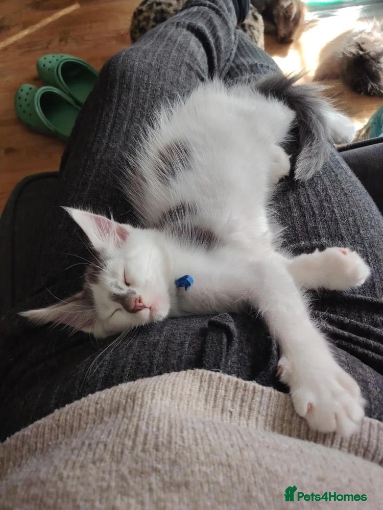Maine Coon cats Tica registered Maine Coon kittens - Advert 2