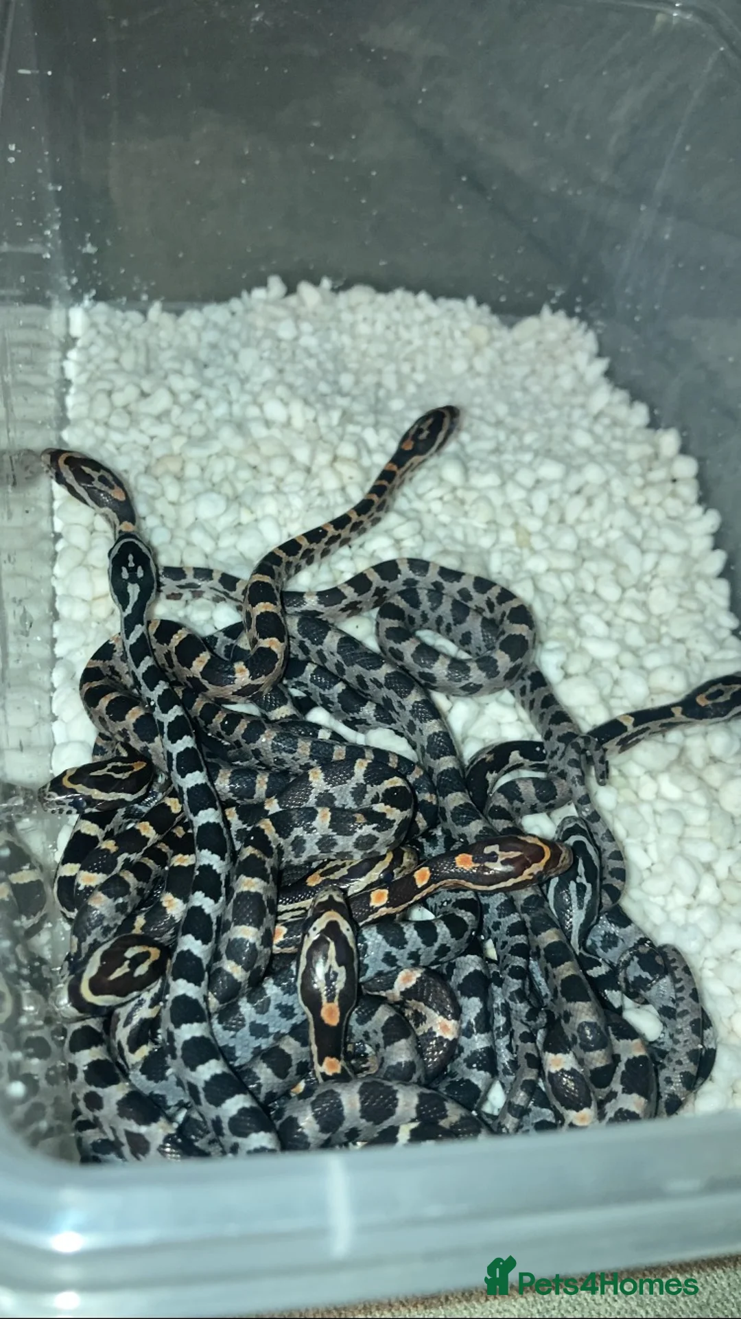 Corn Snake reptiles for sale: Baby Corn Snakes 🐍 Available Soon - Advert 4