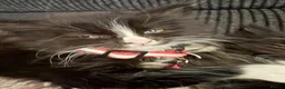 Mixed Breed cats for sale: 6 playful kittens looking for their forever homes - Advert 9
