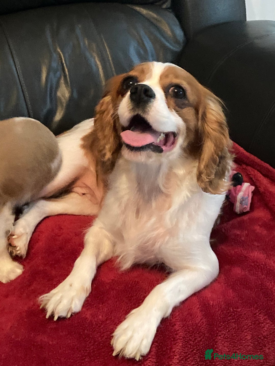 Cavalier King Charles Spaniel dogs for sale: Gorgeous cavalier puppies - Advert 6