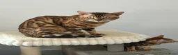 Bengal cats for sale: Absolutely stunning Bengal cat  - Advert 7