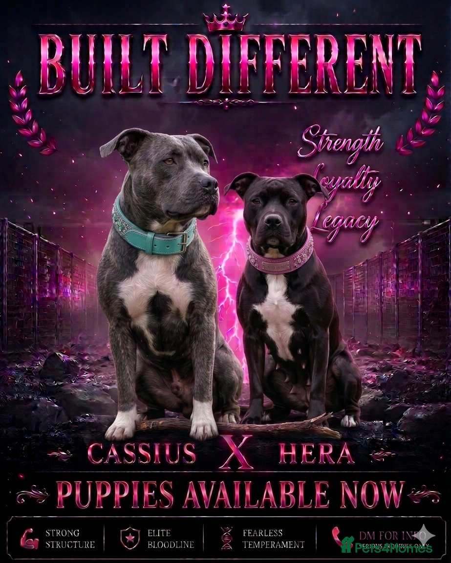 Staffordshire Bull Terrier dogs     🔥 Staffy Mix Puppies – Ready Now - Advert 1
