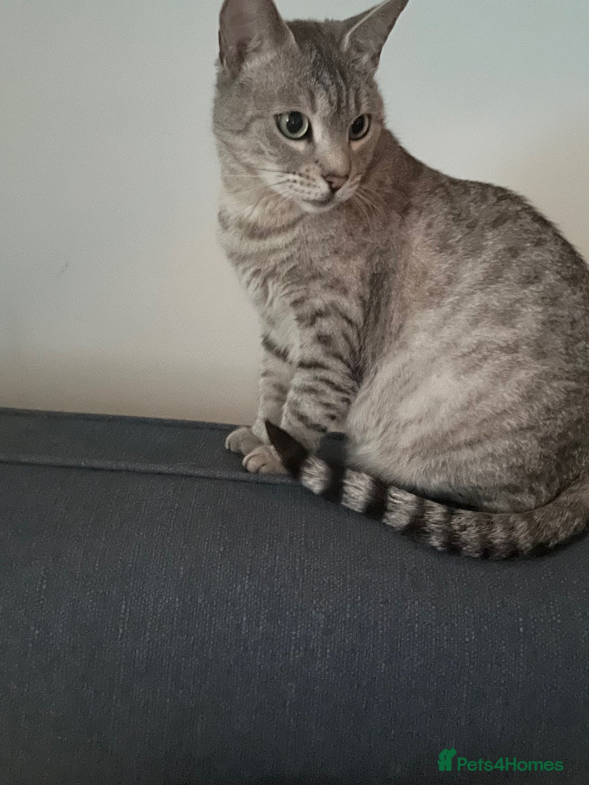 British Shorthair cats for sale: BHS x kittens - Advert 29