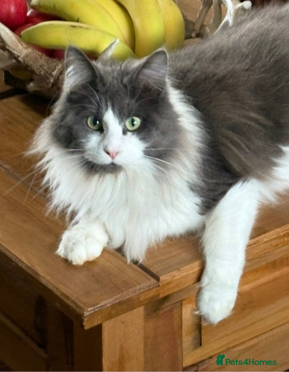 Maine Coon cats Stunning pedigree long coated Mainecoons  - Advert 2