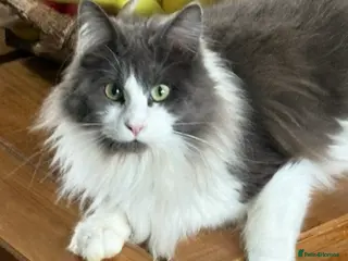 Maine Coon cats Stunning pedigree long coated Mainecoons - Advert 7