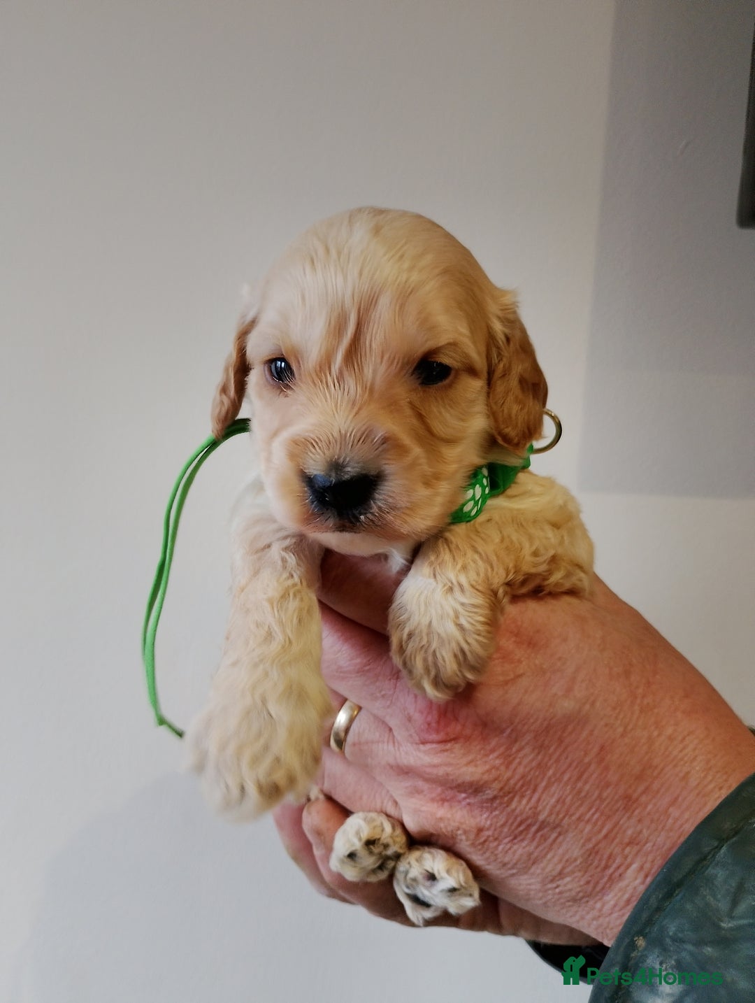 Cockapoo dogs for sale: Cockapoo puppies  - Advert 2