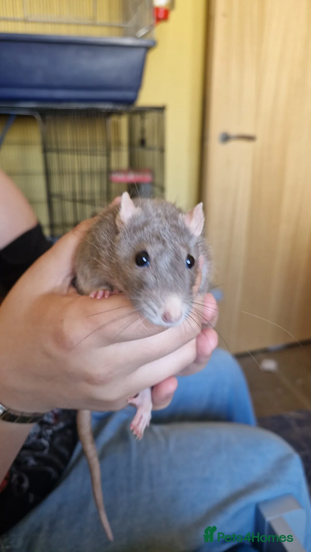 Rat rodents for sale: 2 female rats Mercury and Blink - Advert 2