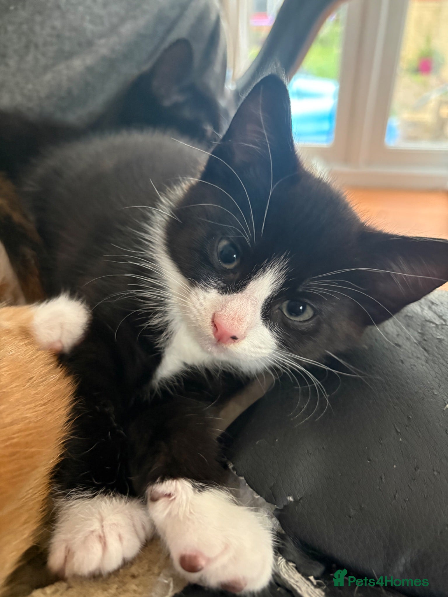 Mixed Breed cats Adorable kittens ready for loving homes - Advert 1