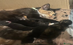 Domestic Shorthair cats for sale: Gorgeous Calico & B/W Kittens for sale! - Image 7
