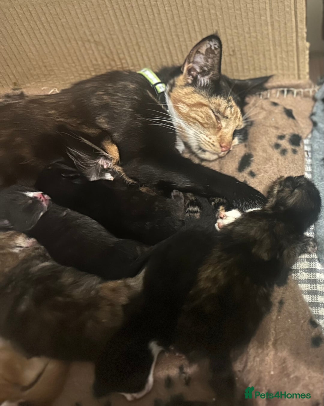Domestic Shorthair cats for sale: Gorgeous Calico & B/W Kittens for sale! - Image 7