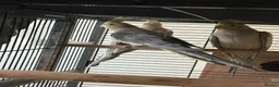 Mixed Breed birds for sale: Baby Cocatiel birds and budgies - Advert 14