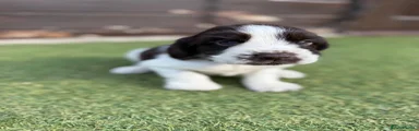Cocker Spaniel 3