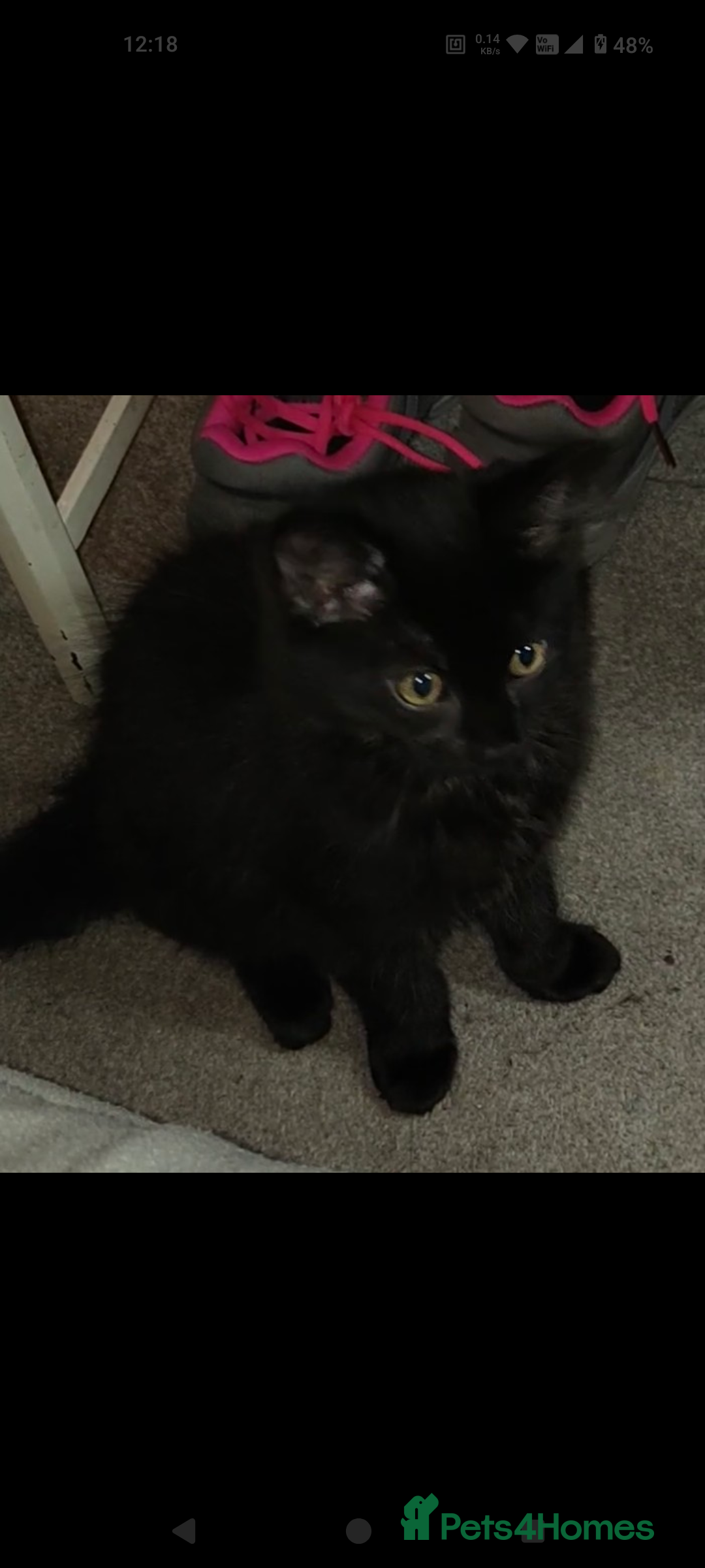 British Longhair cats for sale: Neutered black male kitten called 'Beef' - Advert 3