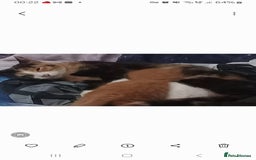 Mixed Breed cats for sale: Cute kittens  - Image 9