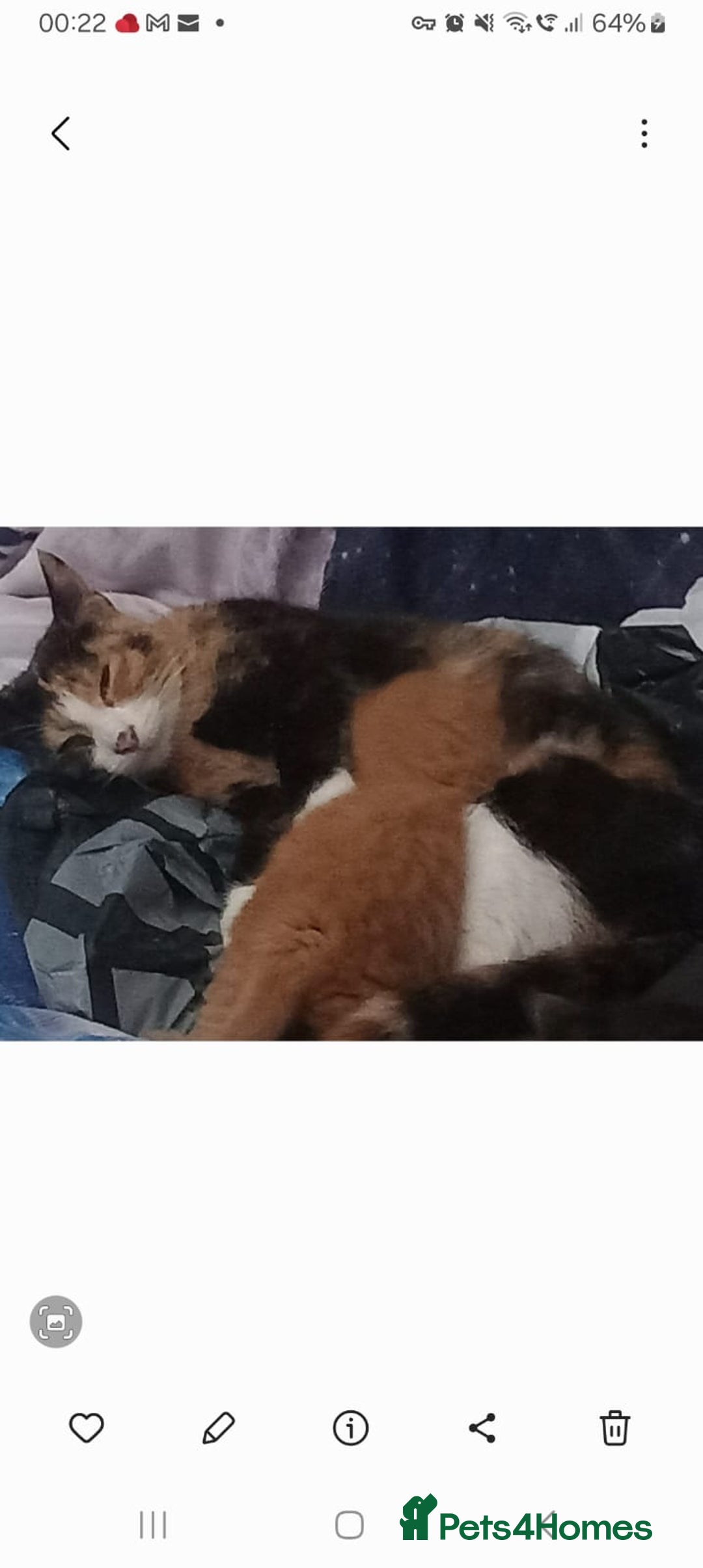 Mixed Breed cats for sale: Cute kittens  - Image 9