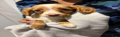 Cockapoo 5