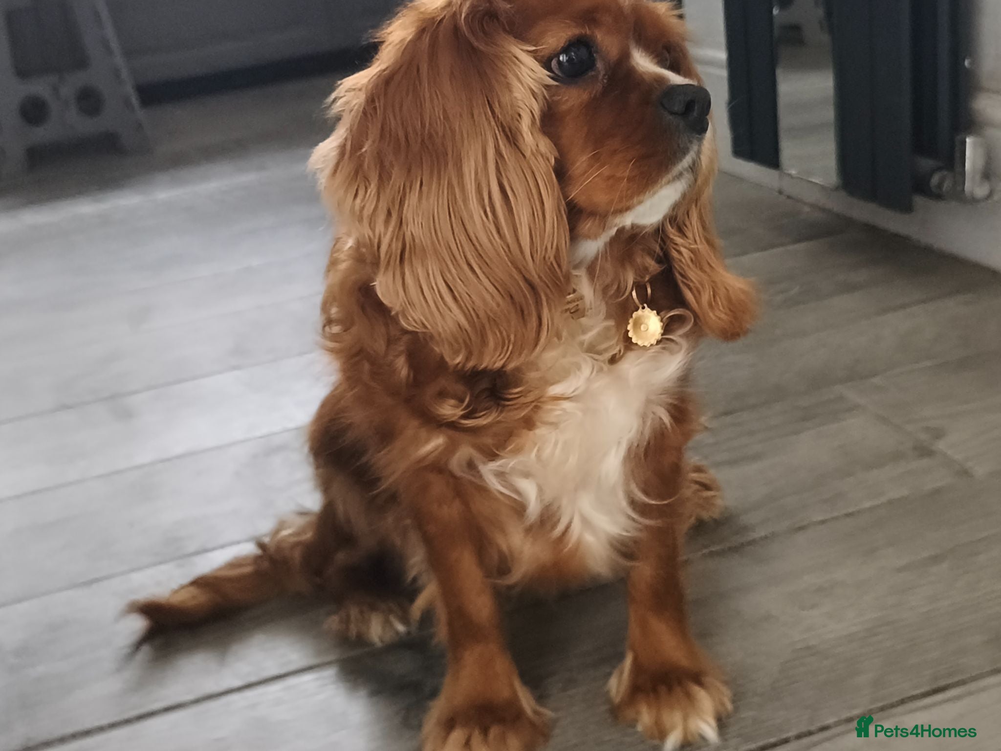 Cavalier King Charles Spaniel dogs Daisy age 7  - Advert 7