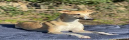 Whippet dogs for sale: Sweet Flo is ready to go! in Redhill - Advert 2