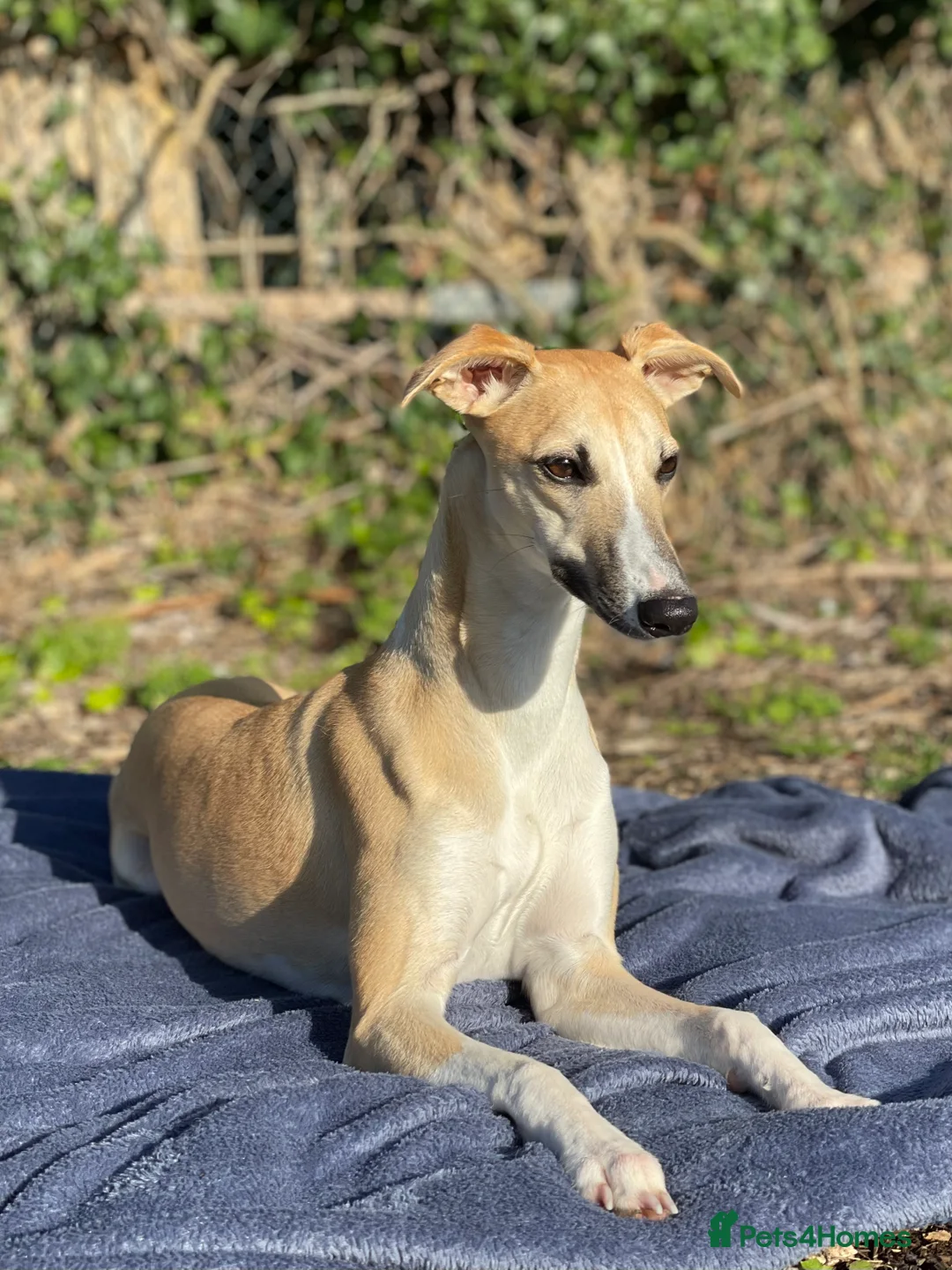 Whippet dogs for sale: Sweet Flo is ready to go! in Redhill - Advert 2