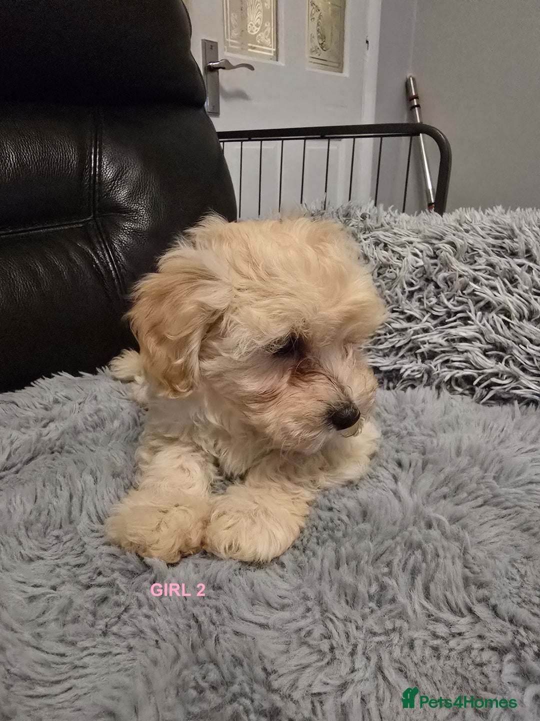 Maltipoo dogs for sale: MALTIPOO PUPPIES FOR SALE - Image 23