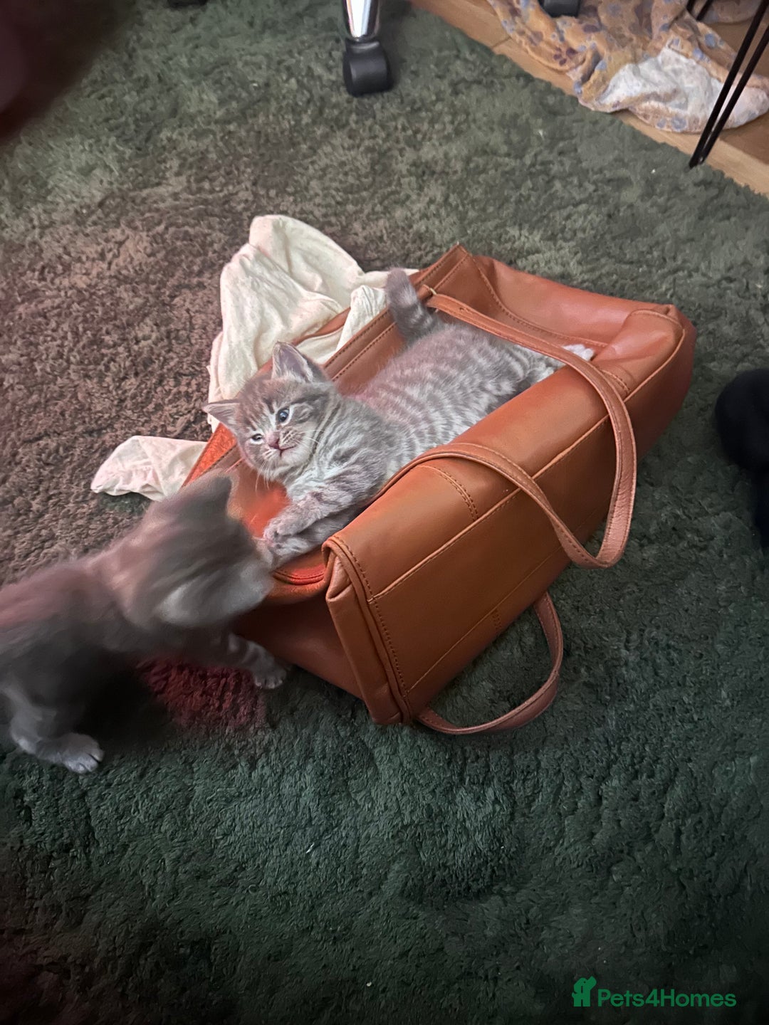 Mixed Breed cats for sale: 3 little grey cuties  - Advert 4